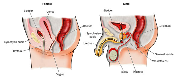 hernie intervertebrală și prostatita tratamentul prostatitei la bărbați tineri