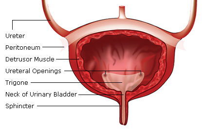 capacitatea vezicii urinare