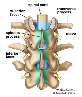 Articulatiile vertebrelor