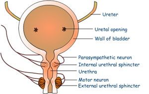senzatie de apasare pe vezica urinara cáncer de próstata scielo