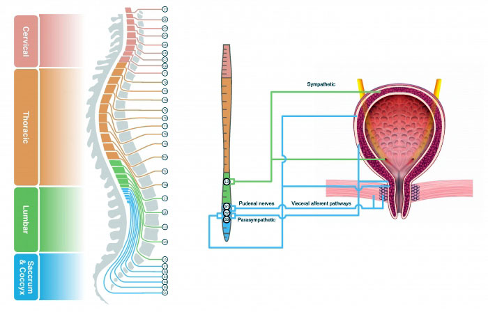 Vezica neurologica - incontinenta urinara de cauza neurologica