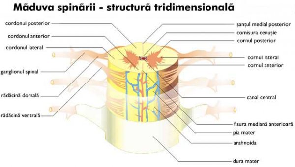 Maduva spinarii. Structura tridimensionala