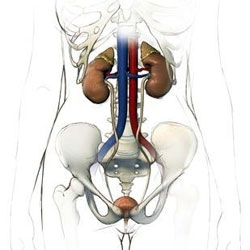 senzatie de urinare pe sistem nervos microclisteri pentru compoziția prostatitei