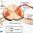 Anatomia Maduvei Spinarii