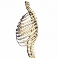 Structura vertebrelor coloanei vertebrale - II